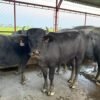 Búfalos raza Murrah Cojedes