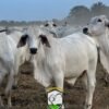 Recría (Brahman x holstein)